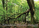 Postkarte Urwald von morgen, Nationalpark Hunsrück-Hochwald, Tourist Information Birkenfelder Land, Urwald im Nationalpark Hunsrück-Hochwald